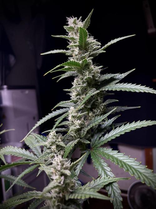 Homemade seeds, Gorilla Cookies Auto F2. Week 9