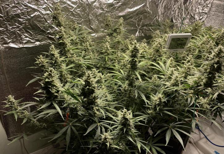 Homemade seeds, Gorilla Cookies Auto F2. Week 9