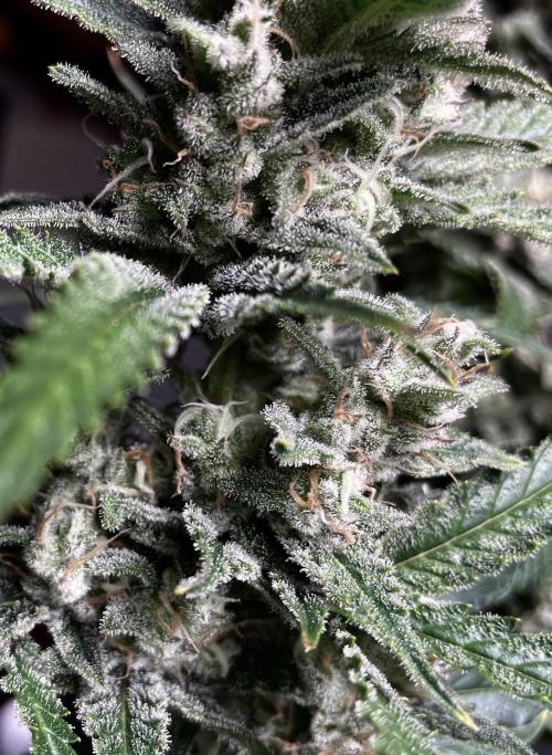 Homemade seeds, Gorilla Cookies Auto F2. Week 9