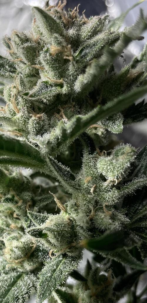 Homemade seeds, Gorilla Cookies Auto F2. Week 9 - Swelling seed-pods...