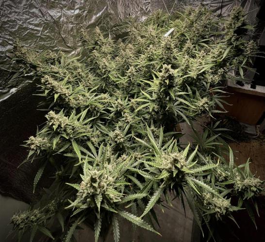 Homemade seeds, Gorilla Cookies Auto F2. Week 10