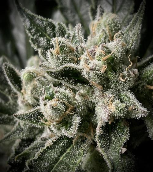 Homemade seeds, Gorilla Cookies Auto F2. Week 10