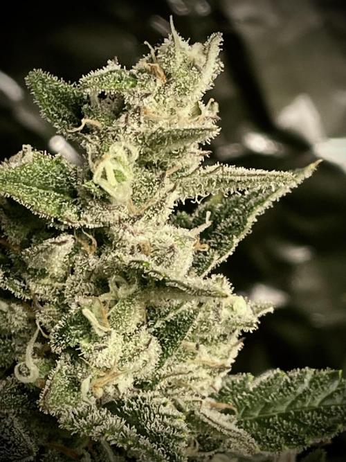 Homemade seeds, Gorilla Cookies Auto F2. Week 10