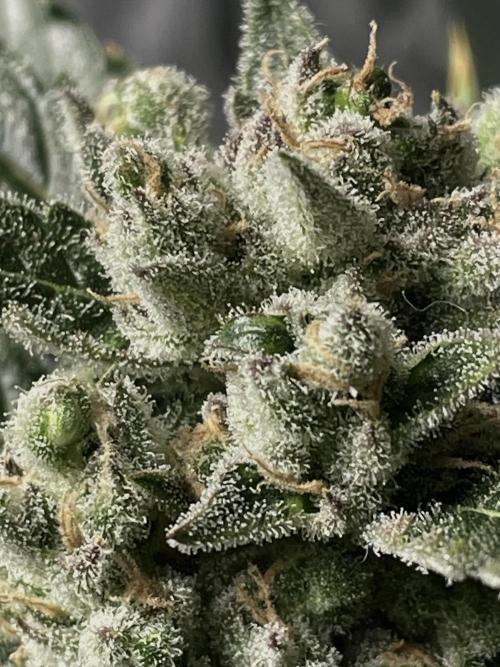 Homemade seeds, Gorilla Cookies Auto F2. Week 10 - Seed-Pods ripening!