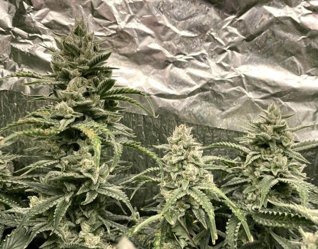 Homemade seeds, Gorilla Cookies Auto F2. Week 10