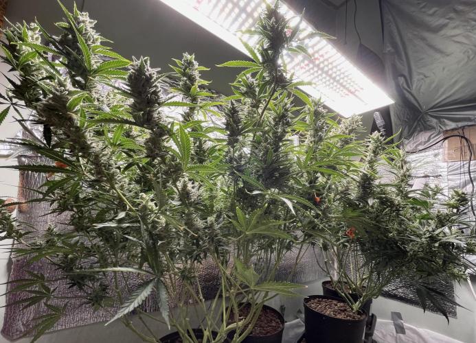 Homemade seeds, Gorilla Cookies Auto F2. Week 10