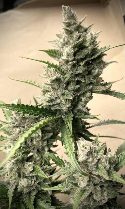 Homemade seeds, Gorilla Cookies Auto F2. Week 10