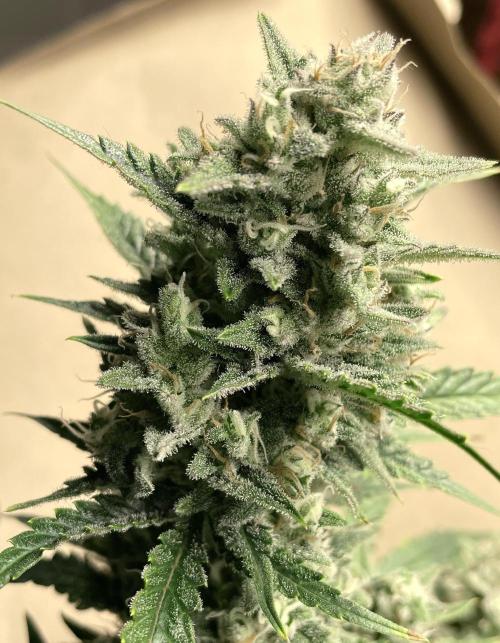 Homemade seeds, Gorilla Cookies Auto F2. Week 10