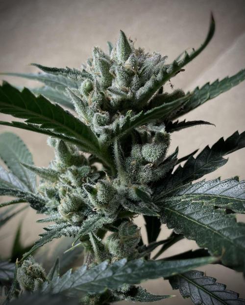 Homemade seeds, Gorilla Cookies Auto F2. Week 10