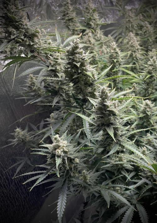 Homemade seeds, Gorilla Cookies Auto F2. Week 10