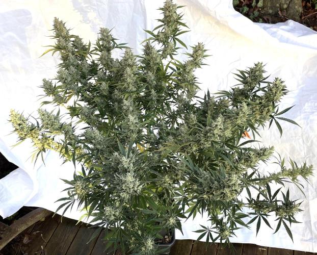 Homemade seeds, Gorilla Cookies Auto F2. Week 11