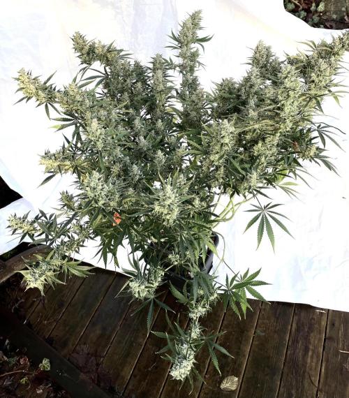 Homemade seeds, Gorilla Cookies Auto F2. Week 11