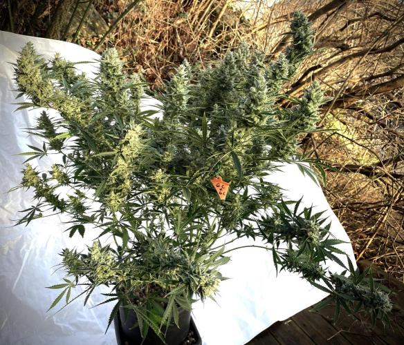 Homemade seeds, Gorilla Cookies Auto F2. Week 11