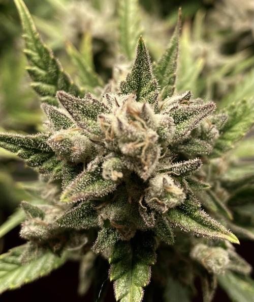 Homemade seeds, Gorilla Cookies Auto F2. Week 11