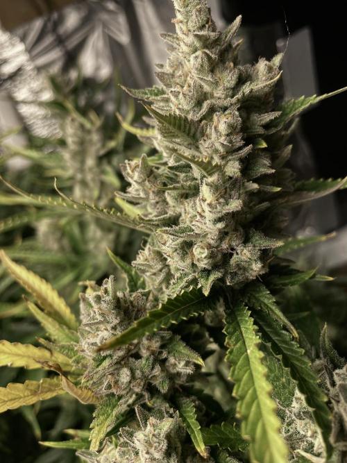 Homemade seeds, Gorilla Cookies Auto F2. Week 11