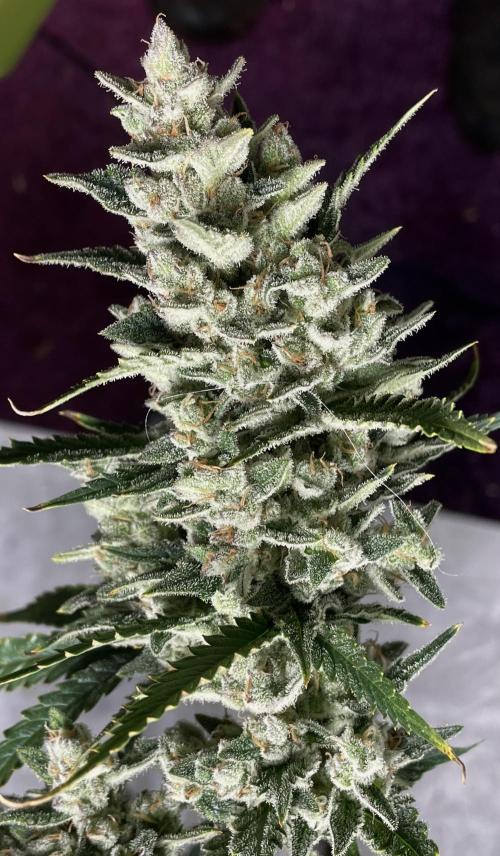 Homemade seeds, Gorilla Cookies Auto F2. Week 11