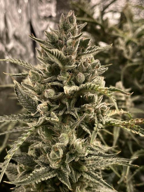 Homemade seeds, Gorilla Cookies Auto F2. Week 11