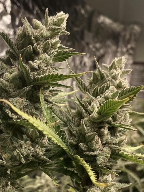 Homemade seeds, Gorilla Cookies Auto F2. Week 11