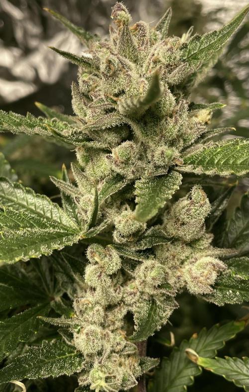 Homemade seeds, Gorilla Cookies Auto F2. Week 11