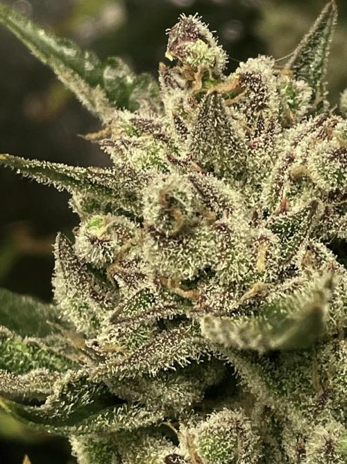 Homemade seeds, Gorilla Cookies Auto F2. Week 11