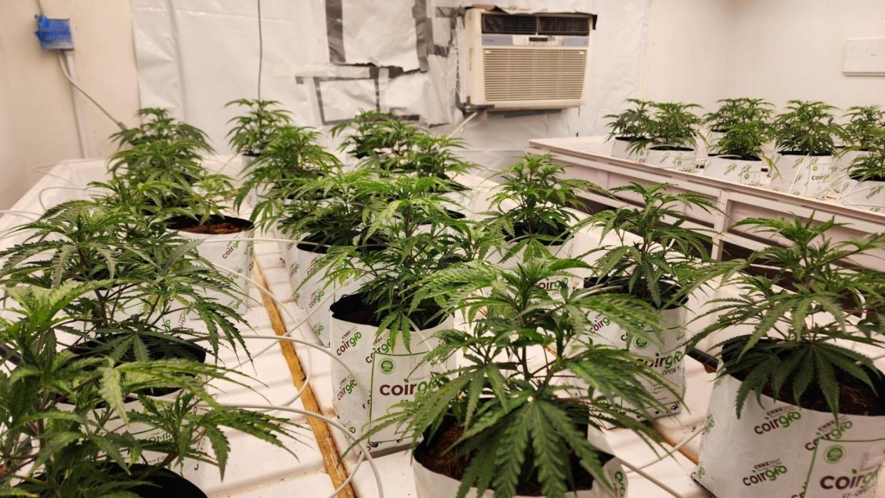 Giraffe Puzzy FAVEN Under Canopy. Week 3