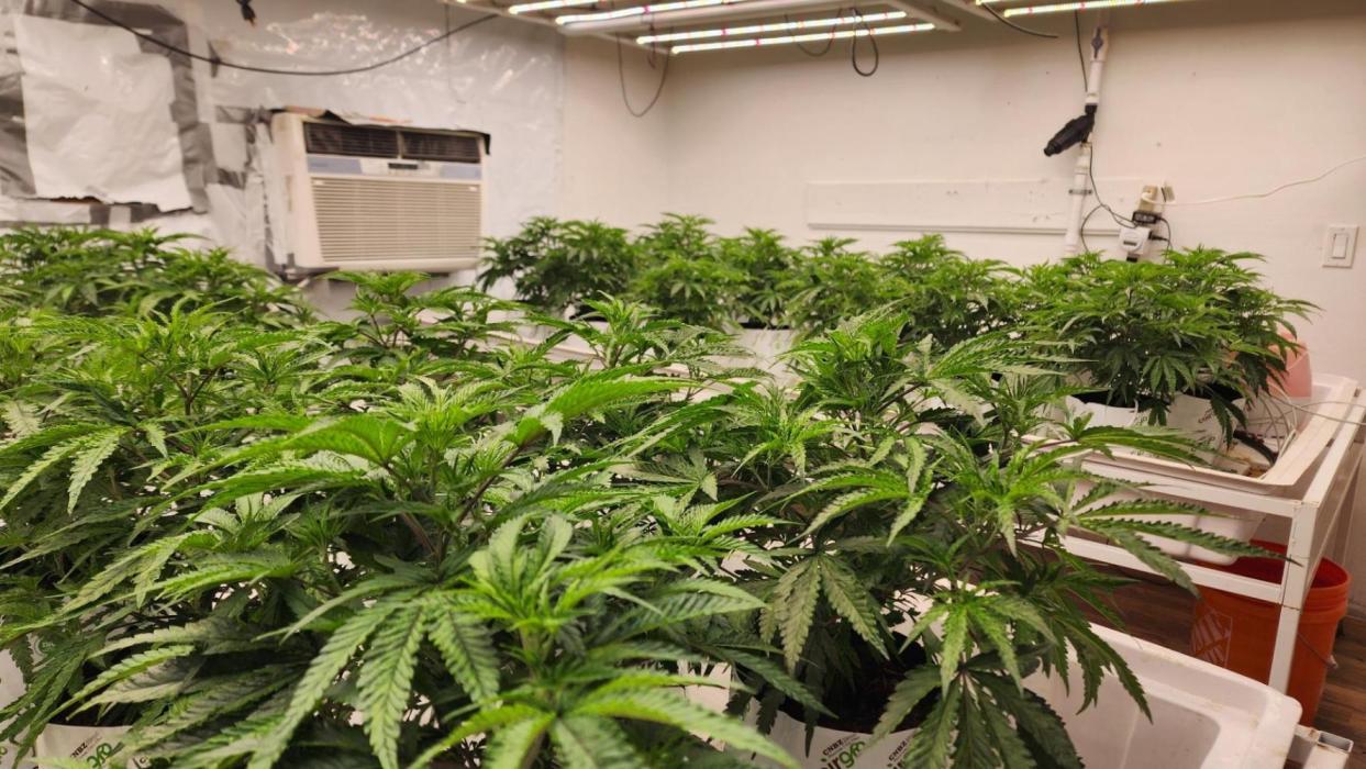 Giraffe Puzzy FAVEN Under Canopy. Week 4