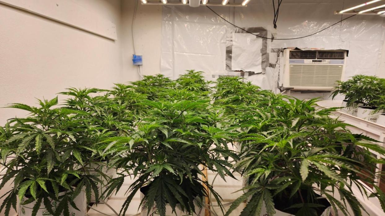 Giraffe Puzzy FAVEN Under Canopy. Week 6