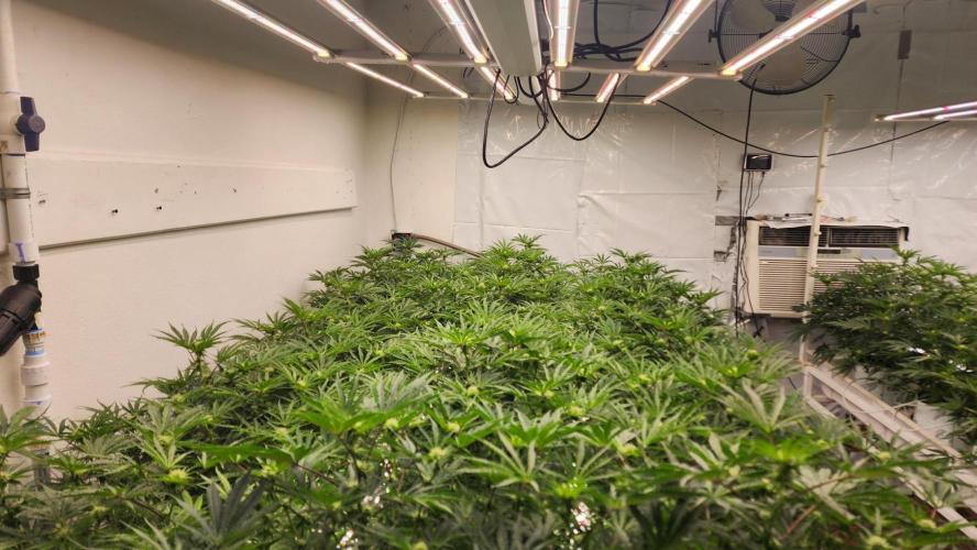Giraffe Puzzy FAVEN Under Canopy. Week 7