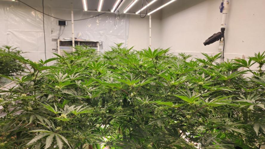 Giraffe Puzzy FAVEN Under Canopy. Week 7
