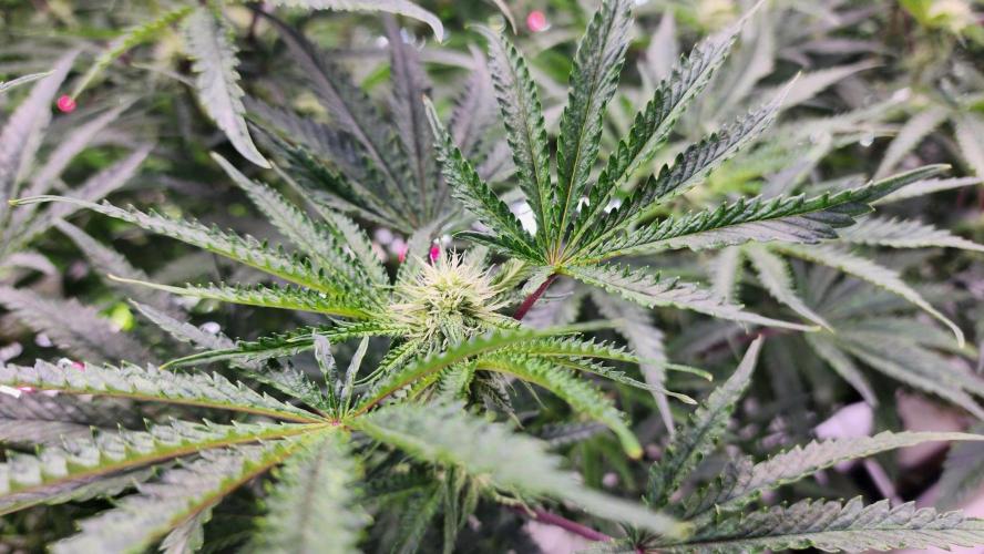 Giraffe Puzzy FAVEN Under Canopy. Week 7