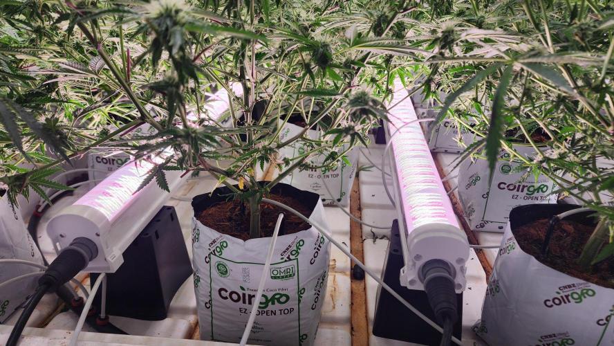 Giraffe Puzzy FAVEN Under Canopy. Week 8 - Faven Under Canopy Lighting