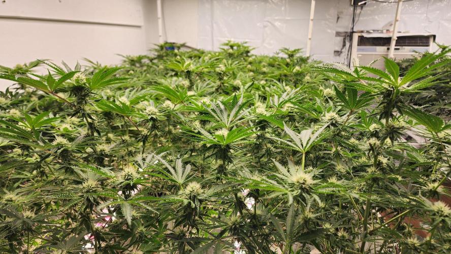 Giraffe Puzzy FAVEN Under Canopy. Week 8 - Looking good for start of week 4 flower. NO Leaf drooping here!!