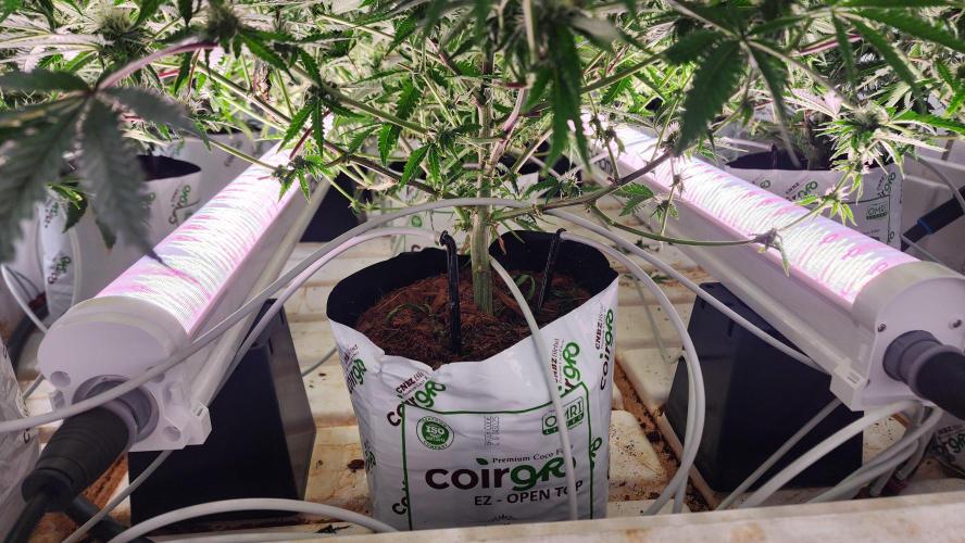 Giraffe Puzzy FAVEN Under Canopy. Week 8 - That Precise Watering!!!