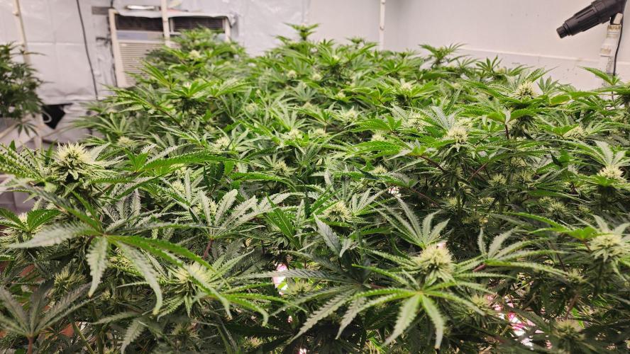 Giraffe Puzzy FAVEN Under Canopy. Week 8 - Leaves standing up at attention=Happy,VERY happy plants.