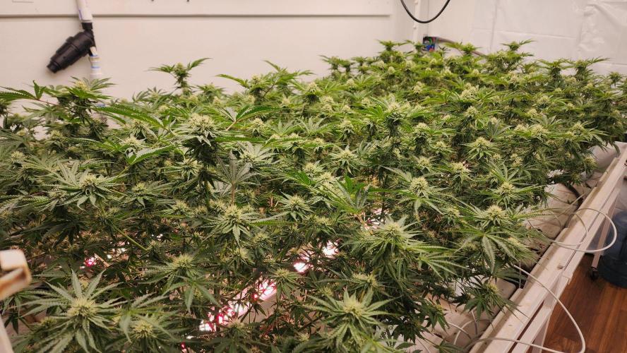 Giraffe Puzzy FAVEN Under Canopy. Week 8