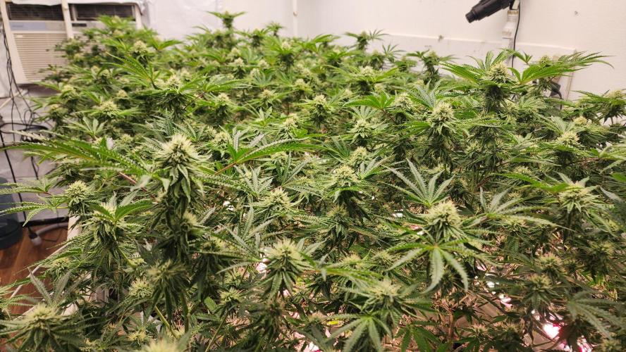 Giraffe Puzzy FAVEN Under Canopy. Week 8