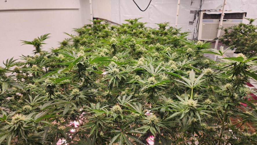 Giraffe Puzzy FAVEN Under Canopy. Week 8