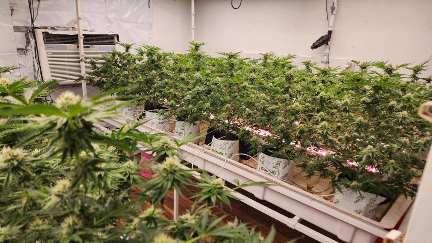 Giraffe Puzzy FAVEN Under Canopy. Week 8