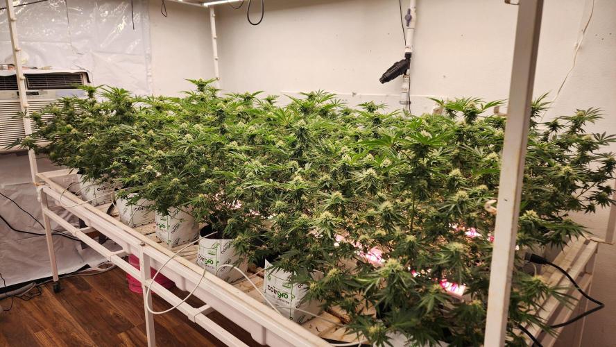 Giraffe Puzzy FAVEN Under Canopy. Week 8