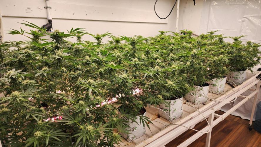 Giraffe Puzzy FAVEN Under Canopy. Week 8