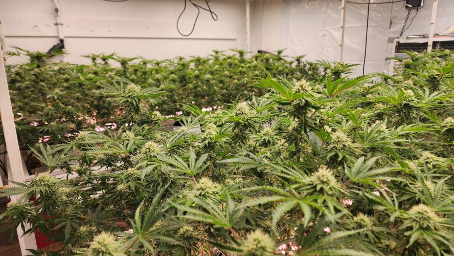 Giraffe Puzzy FAVEN Under Canopy. Week 8