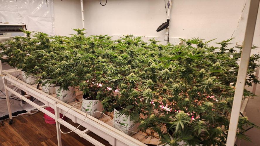 Giraffe Puzzy FAVEN Under Canopy. Week 9