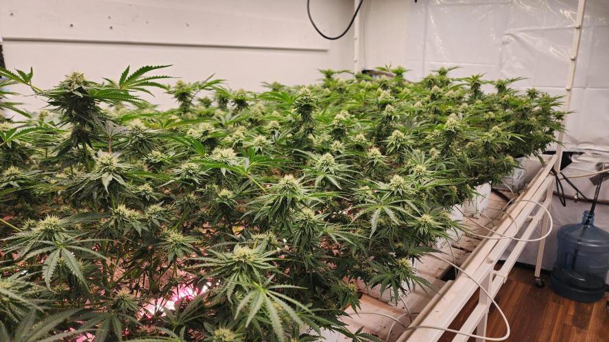 Giraffe Puzzy FAVEN Under Canopy. Week 9