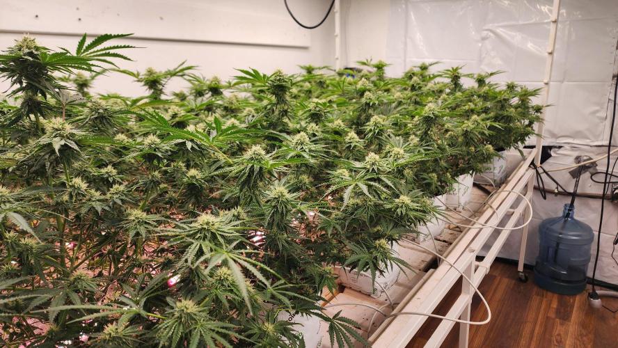 Giraffe Puzzy FAVEN Under Canopy. Week 9