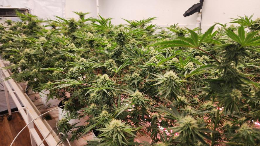 Giraffe Puzzy FAVEN Under Canopy. Week 9