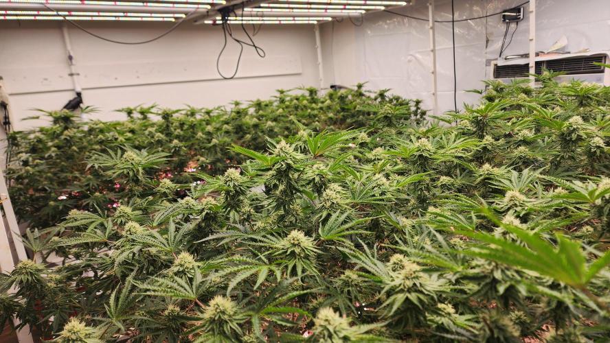 Giraffe Puzzy FAVEN Under Canopy. Week 9 - Crop Steering+Under Canopy lighting= BIGGER Yields.