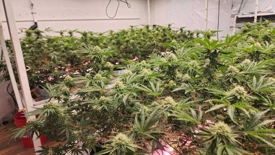 Giraffe Puzzy FAVEN Under Canopy. Week 9