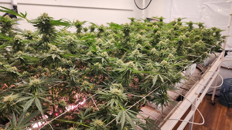 Giraffe Puzzy FAVEN Under Canopy. Week 9