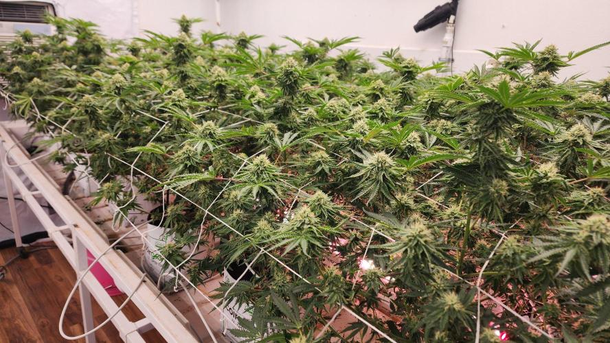 Giraffe Puzzy FAVEN Under Canopy. Week 9
