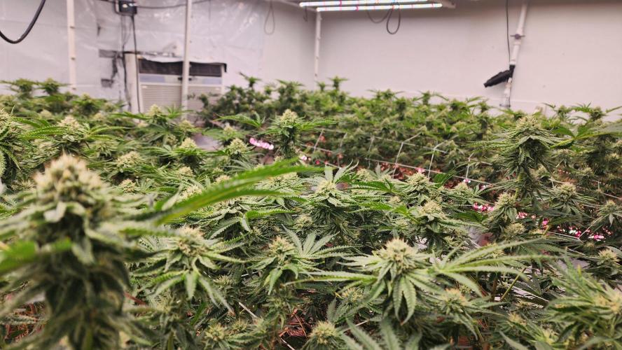 Giraffe Puzzy FAVEN Under Canopy. Week 9